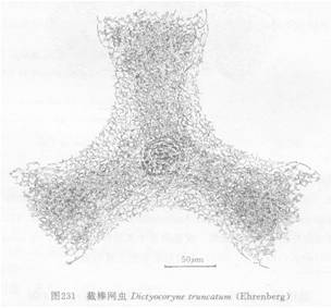 圖1.截棒網蟲