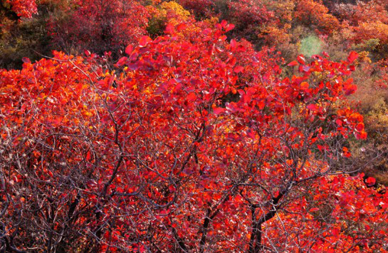 長壽山紅葉