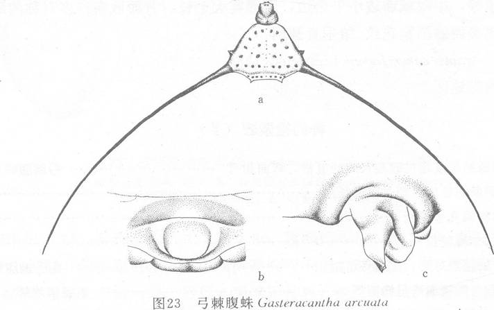 弓棘腹蛛