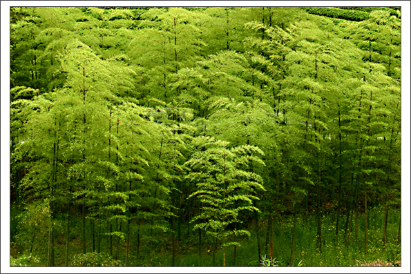 慶元竹林公園