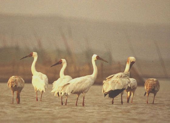 鄱陽湖候鳥國家級自然保護區