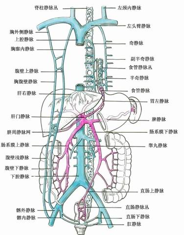 肝門靜脈系