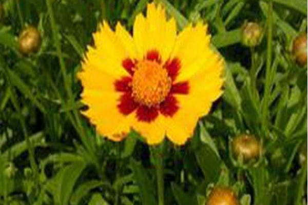 Coreopsis grandiflora \x27Domino\x27