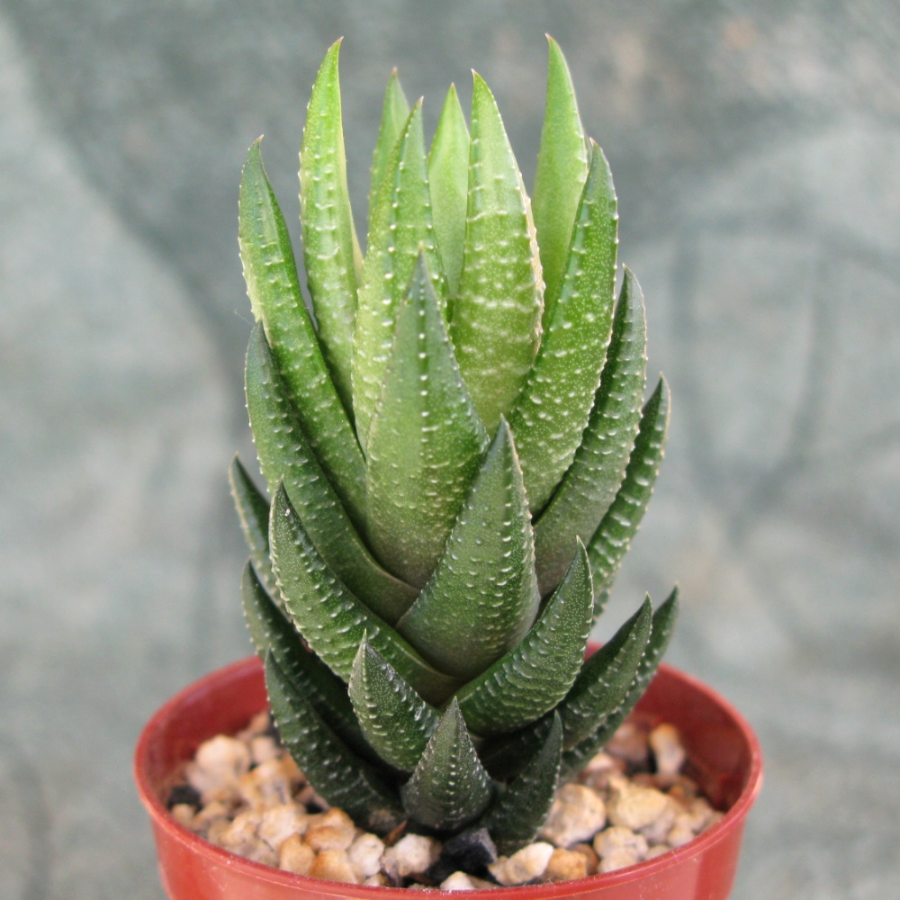 Haworthia coarctata var. coarctata f. greenii