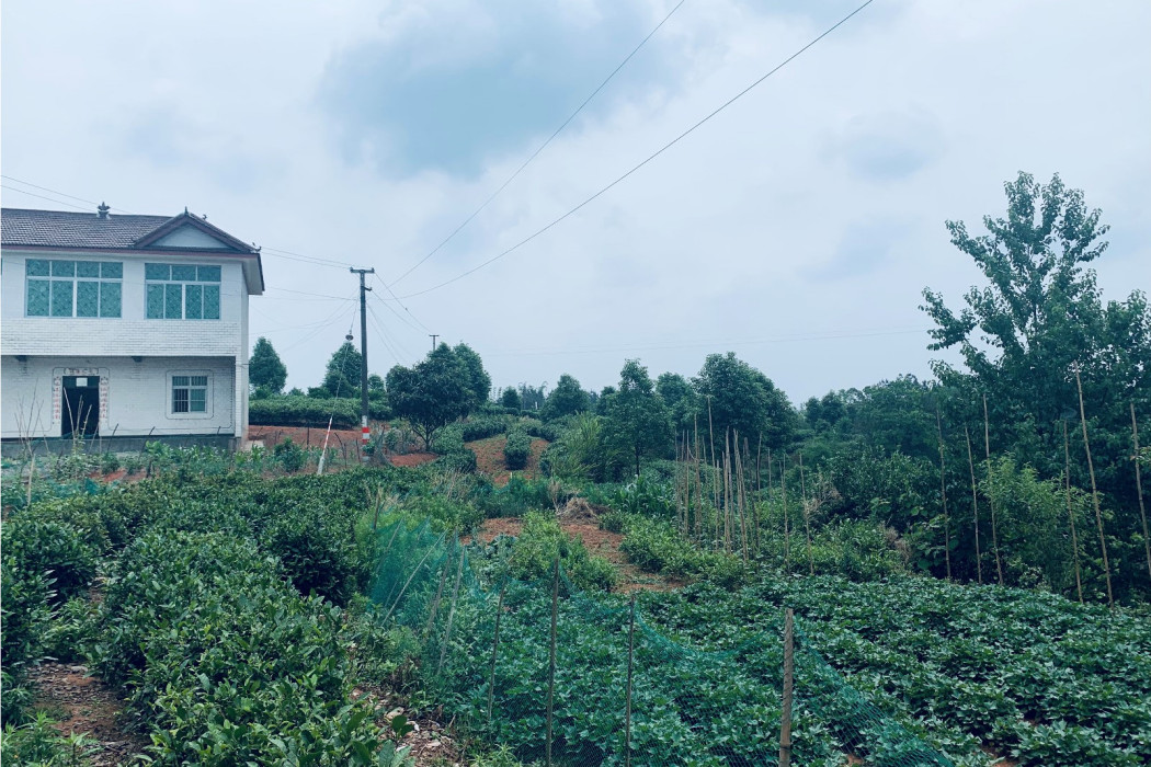 周安村茶葉種植基地