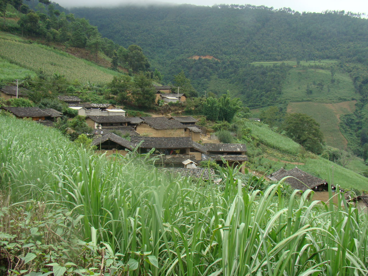 火草自然村(雲南省昭通鎮雄縣以勒鎮火草村委火草自然村)