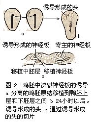 胚胎誘導作用