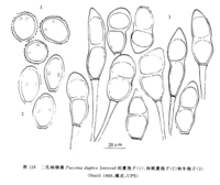 二孔柄鏽菌