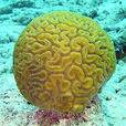 繞石珊瑚