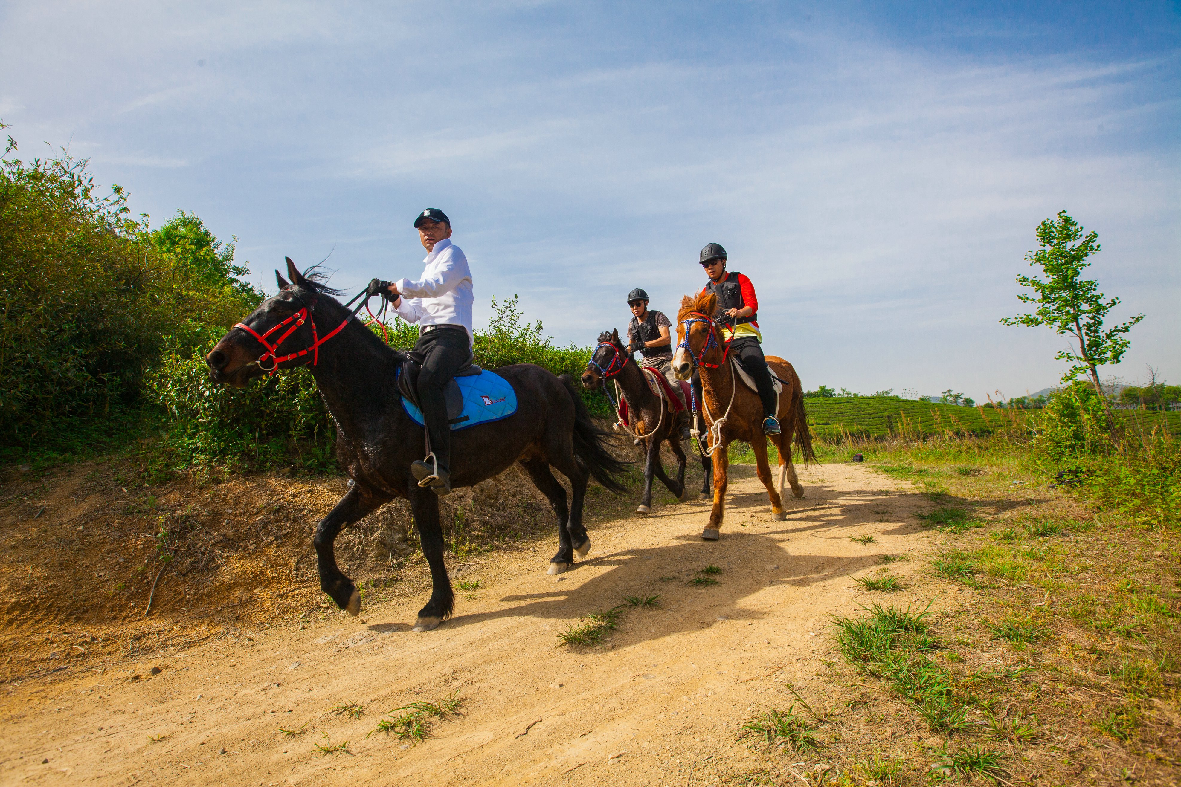 茶馬欣道