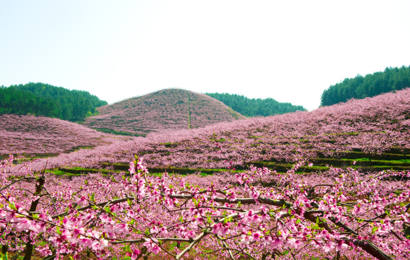 桃花園林區