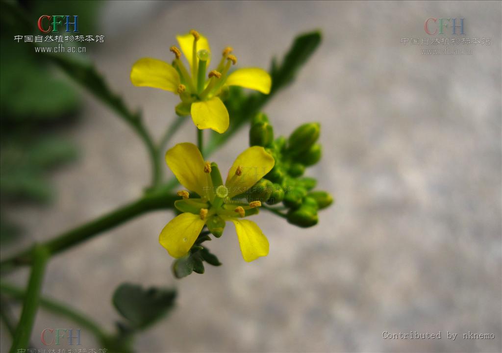 短瓣大蒜芥