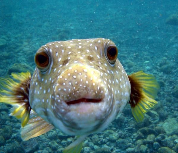 駝背三棱箱魨魚