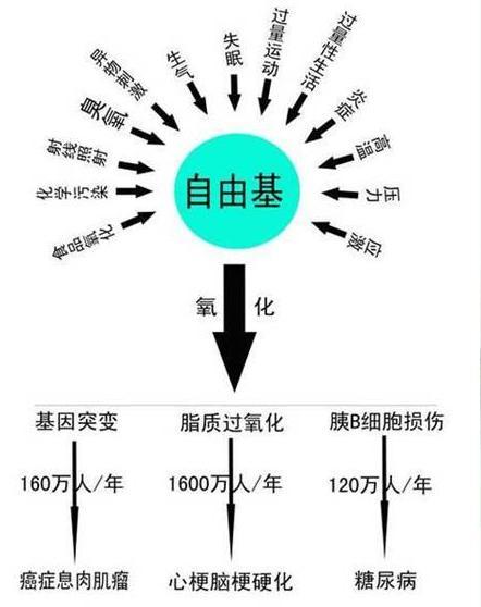 自由基學說