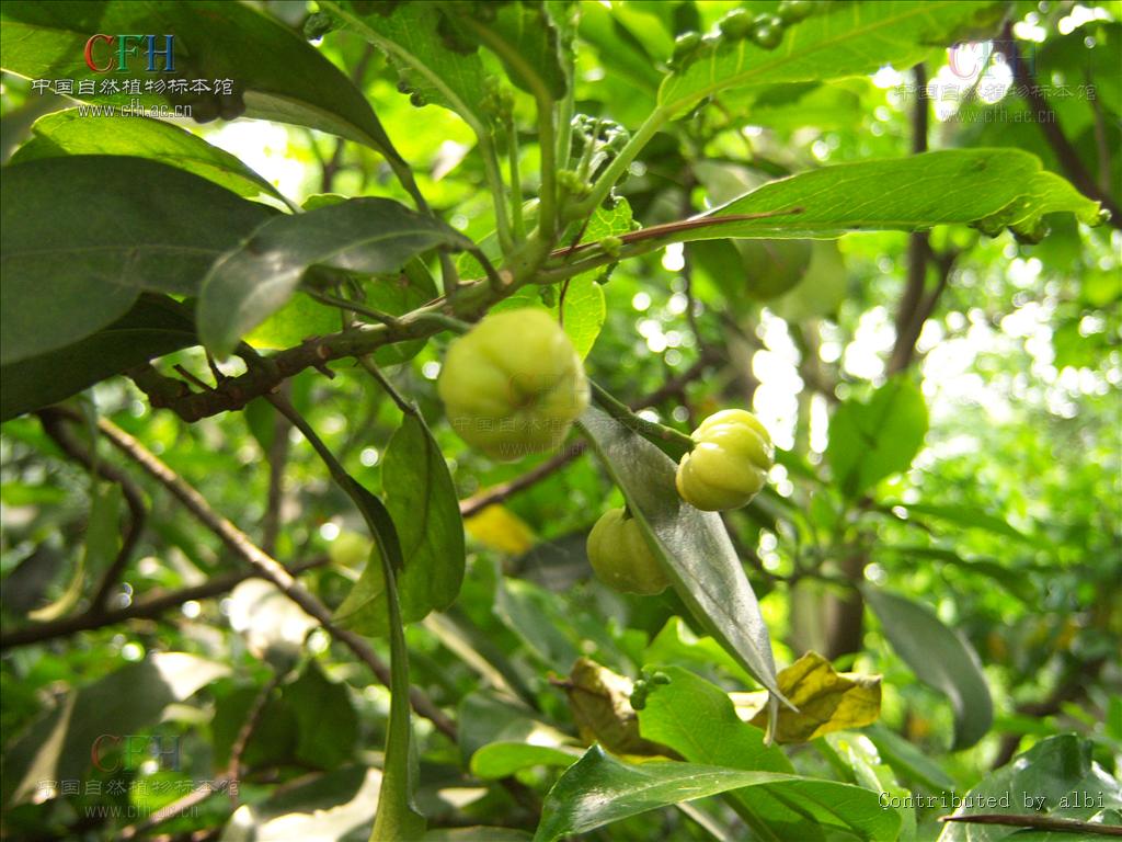 Acronychia pedunculata（中文名：山油柑）