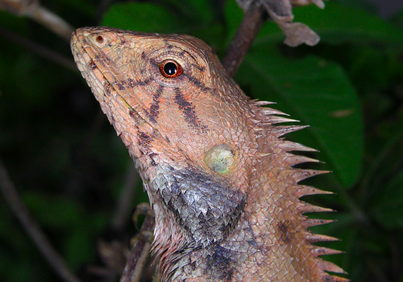 Calotes bachae