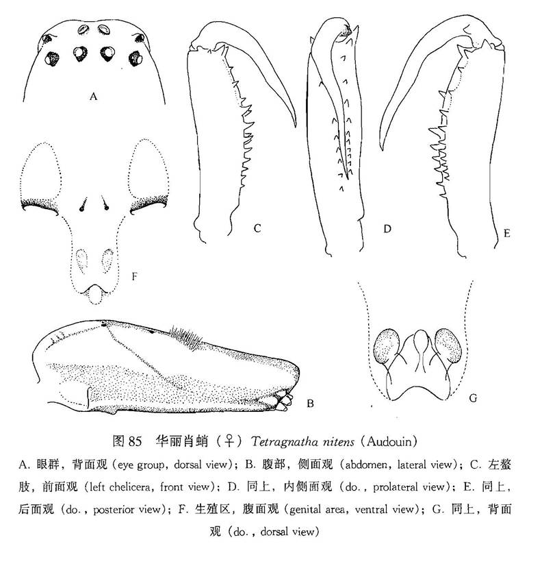 華麗肖蛸