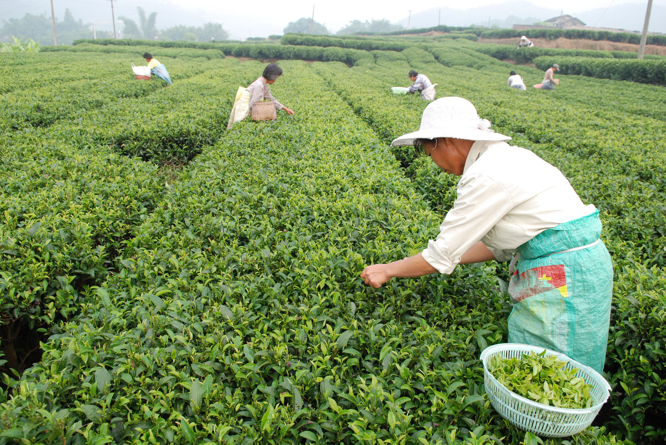 白露茶