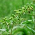 金平膜葉刺蕊草(金平變種)