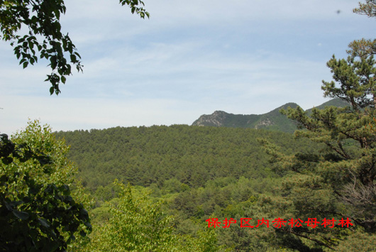 天佛指山國家級自然保護區赤松母樹林