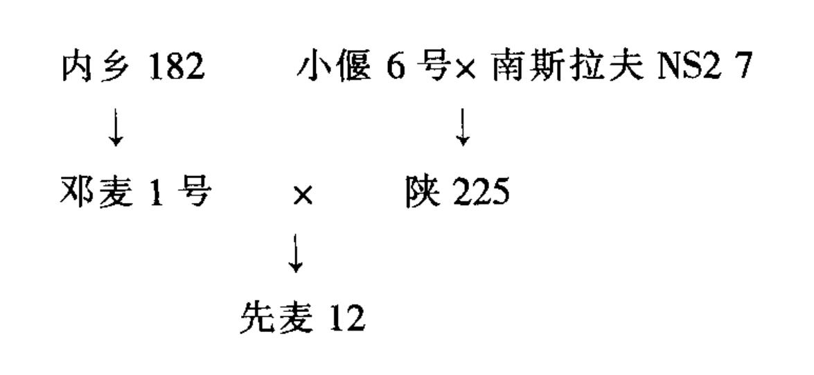 先麥12號