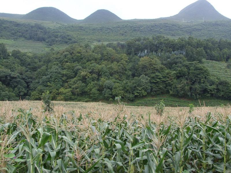 足馬村