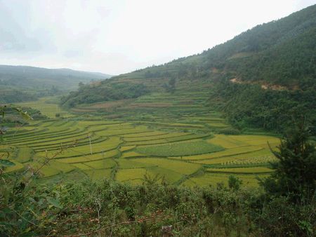 高家村(雲南省楚雄市東瓜鎮龍河村委會高家村)