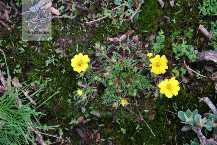 叢生荽葉委陵菜(叢生荽葉委陵菜（變種）)