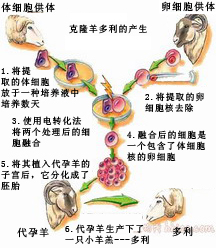 克隆羊(克隆羊多利)