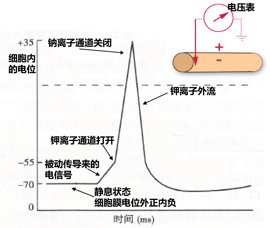 細胞膜電位