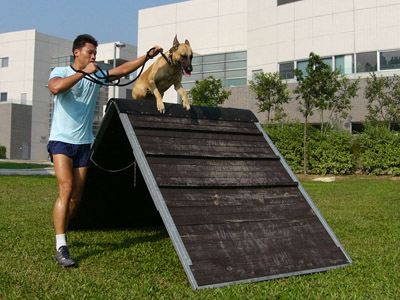 香港警犬隊訓練
