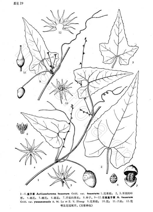 盒子草（原變種）