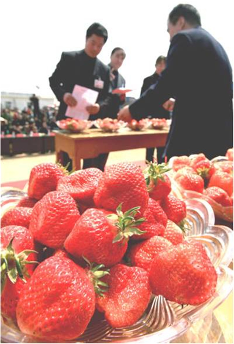 石樑河鎮草莓基地