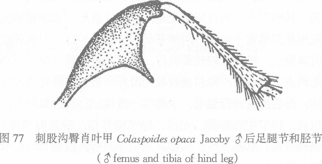 刺股溝臀肖葉甲