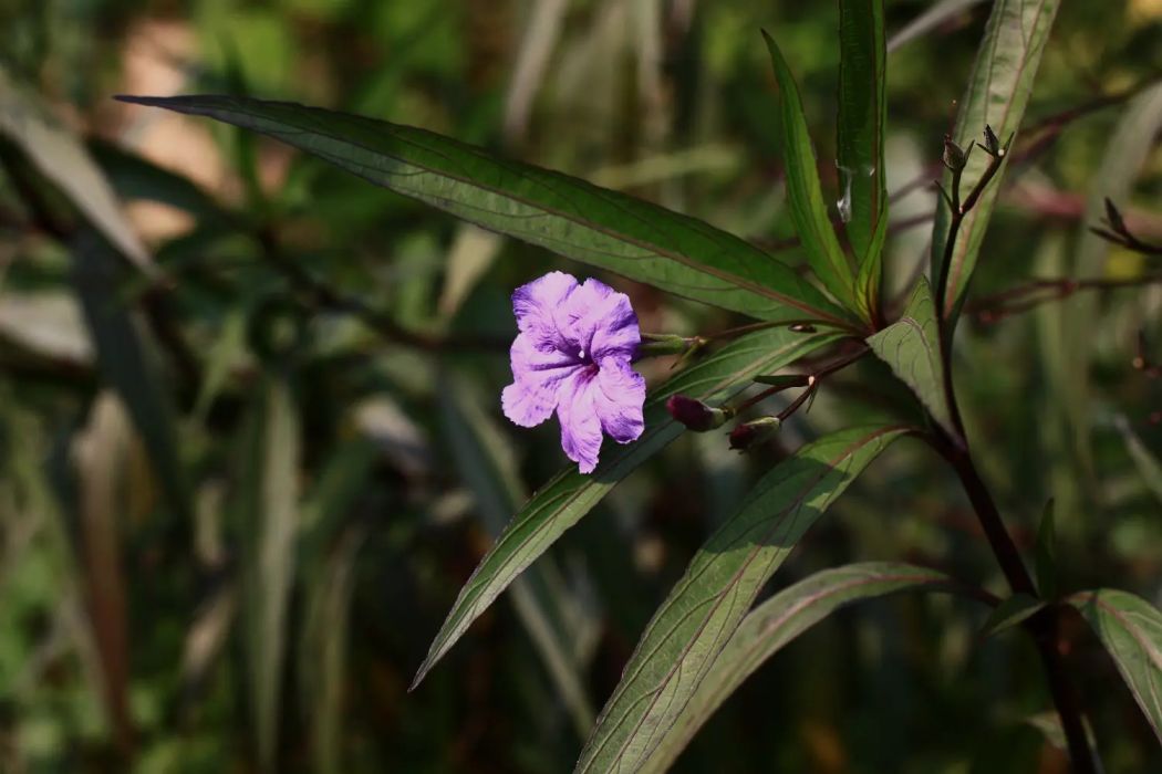 蘆莉草