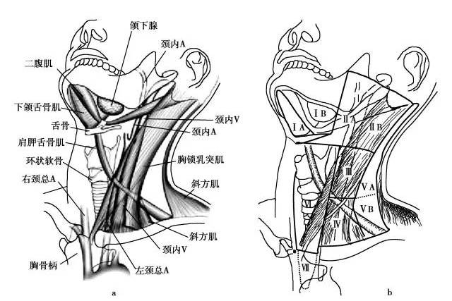 頸部淋巴