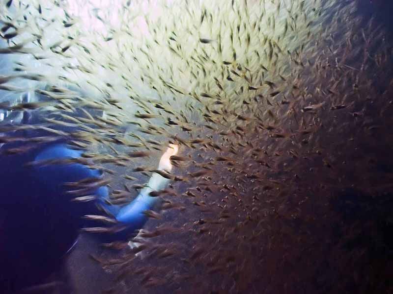 魚群風暴