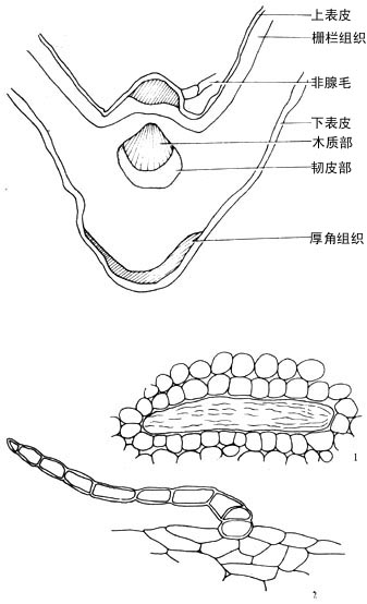 絲葉腺毛草 切面圖