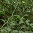 雷公橘(山柑科山柑屬植物)