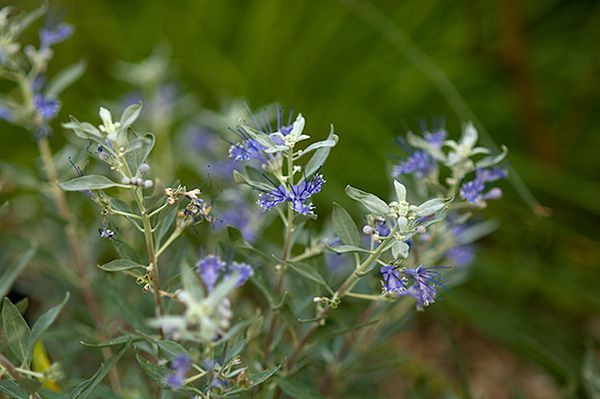 光果蕕