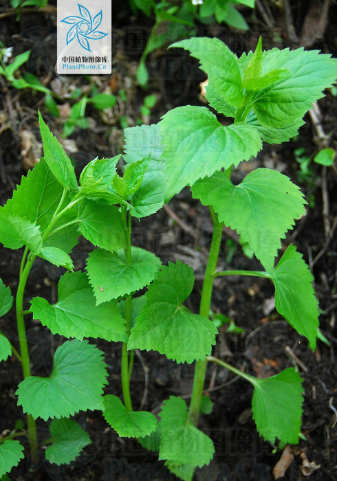 薄葉薺苨(薄葉芥花)