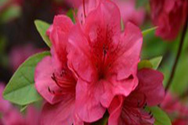 Rhododendron \x27Girard\x27s Crimson\x27