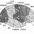 大腦分布圖