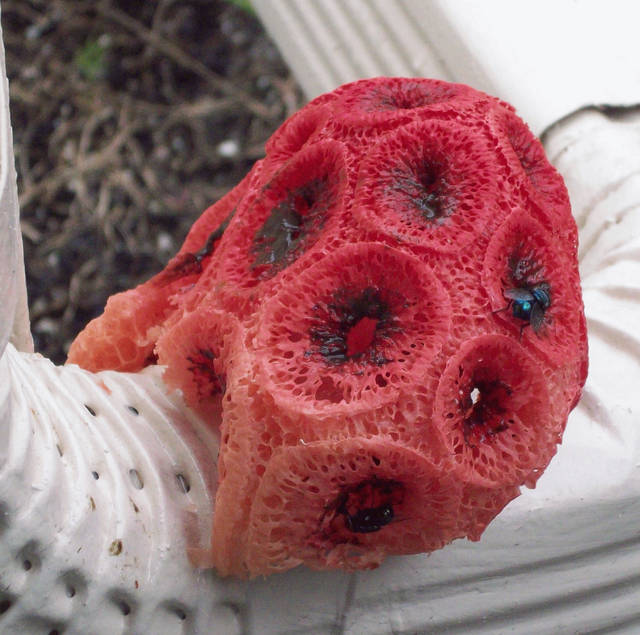 Clathrus crispus