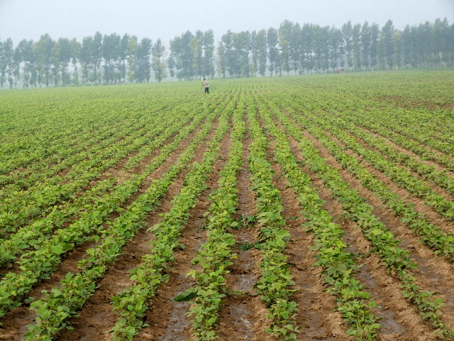 天山大明綠豆種植