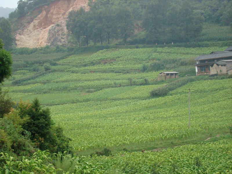 大水頭自然村烤菸種植業