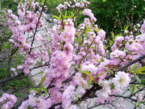 粉花重瓣麥李