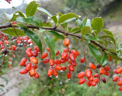 山茱萸(中藥)