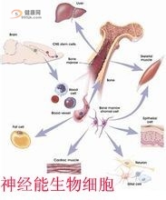 神經再造綜合療法