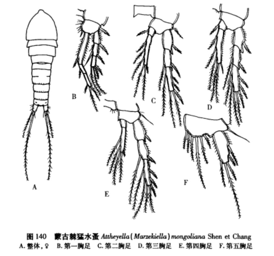 圖1.蒙古棘猛水蚤